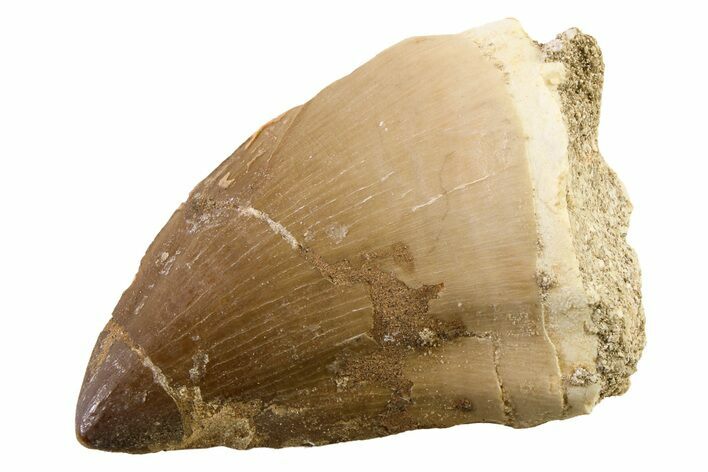 Fossil Mosasaur (Thalassotitan) Tooth - Morocco #341476